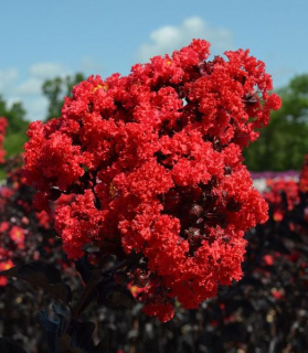 Lagerstroemia Black Diamond® Red Hot 100cm kmeň